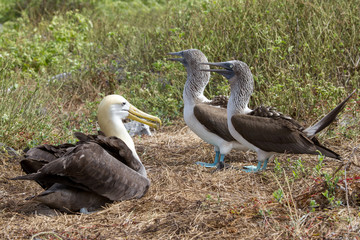 Blue-footed Boobies and Wave Albatross