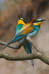 Bird - Bee-eaters (Merops apiaster)