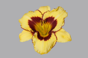 Yellow with red daylily flower isolated on gray background.