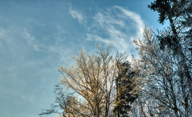 Pine trees on cold winter morning