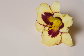 Yellow with red daylily flower isolated on a beige background.