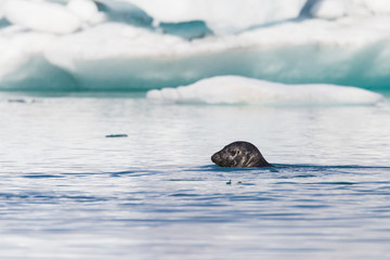 Fototapeta premium Common seal at Jokulsarlon glacier lake in front of ice floes