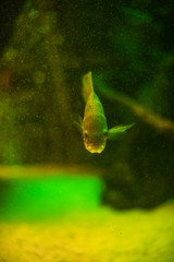 White Giant gourami fish Osphronemus goramy swimming in aquarium tank bubbles focus eyes central view natural habitat underwater