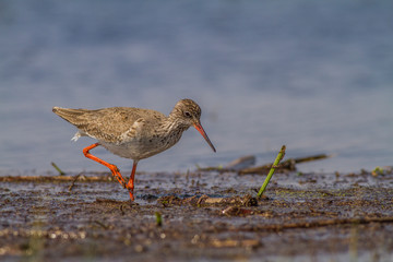 Common redshank (Tringa totanus) is a Eurasian wader which breeds in marshes and wetlands.Slovakia