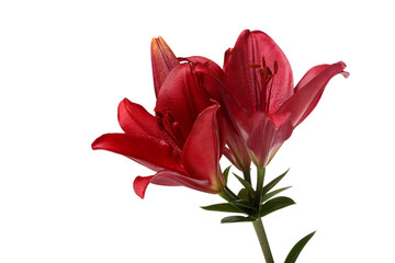 Dark red lily flowers Isolated on a white background.