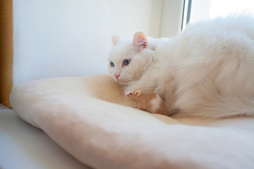 Fototapeta na wymiar beautiful white cat with mouse on his head