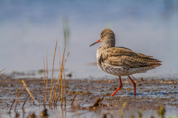 Common redshank (Tringa totanus) is a Eurasian wader which breeds in marshes and wetlands.Slovakia