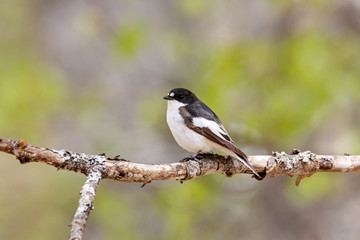 Fototapeta premium European pied flycatcher ficedula hypoleuca male sitting on branch of tree in spring. Cute bright forest songbird in wildlife.
