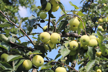 A tree with maturing fruits of a green apple. Vintage fruits rich in vitamins. Fruit trees for the garden. Agroindustrial business. Farm in rural areas. Rich fruits of the earth