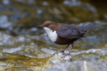 Cinclus cinclus, White-throated Dipper standing on rock in shallow cold water