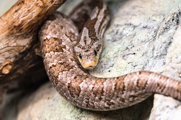 A brown snake on rocks viper skin beauty domestic real habitat look central eyes sharp macro focus space for text