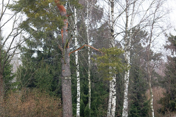 Fototapeta premium autumn forest 