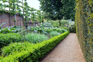 English garden with white allium flowers in bloom, enclosed by brick wall with fruit trees and...