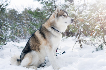 Fluffy purebred siberian husky dog sitting on snow on background of trees