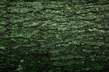 Relief texture of the green bark of a tree