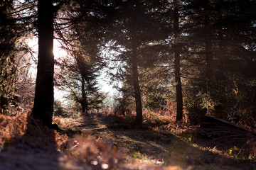 Obraz premium Sonnenuntergang im wald