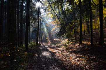 Lichtschein im Wald