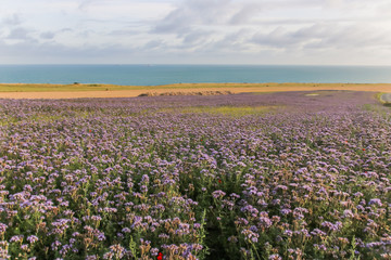 paysage sur le cap Blanc-Nez vers Sangatte, champs devant la Manche