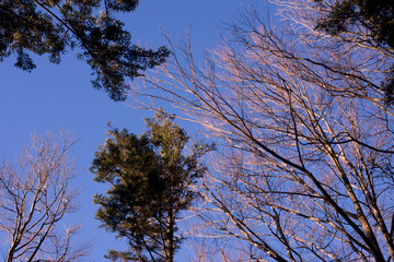 Fototapeta premium baumwipfel vor blauem himmel