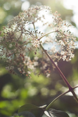 Small Flowers in the Sunlight