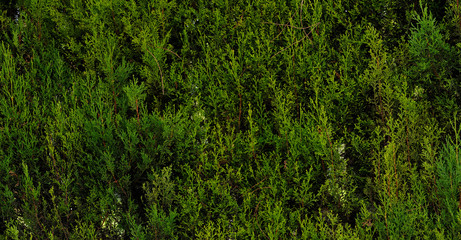 Cupressus leylandii herbage fence