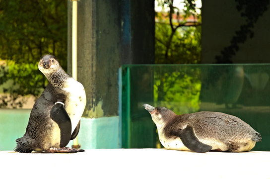 Zwei Pinguine