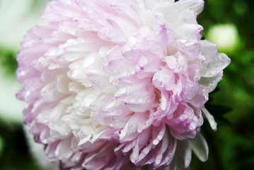 Pink-white Paeonia flower with raindrops on the petals. Pink peony flower