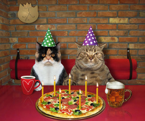 The couple of cats in love celebrate a birthday in the restaurant. They eat pizza with seven burning candles and drink beer and coffee.