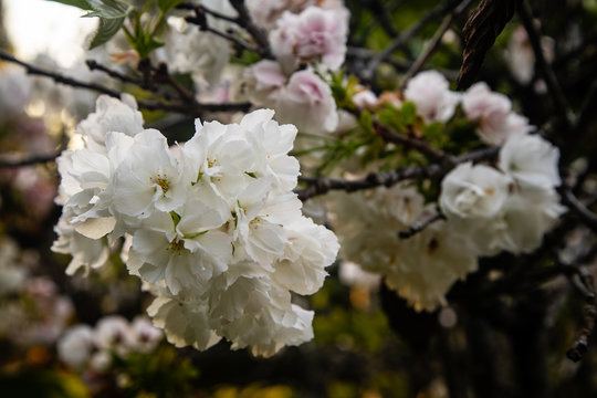 Close-up image of White and pink cherry blossom in bloom with out of focus background