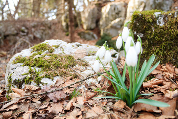 Snowdrop flower in woodland close up, nature background