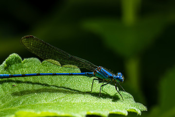 dragonfly on a leaf