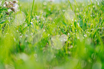 Fresh green grass with dew water drops in morning alps mountain meadow. Blurred with  bokeh early morning water pearls of green meadow gras on blades. Selective focus. Nature background at sunrise. 