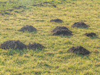 Wühlmaus Haufen auf Wiese