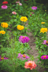 Multi-colored garden flowers in the summer garden. Beautiful dahlias grow in a summer house on the lawn. Rural life. Toning