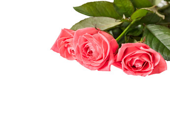 three pink roses on a white background
