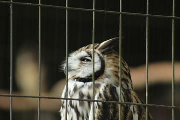 great horned owl