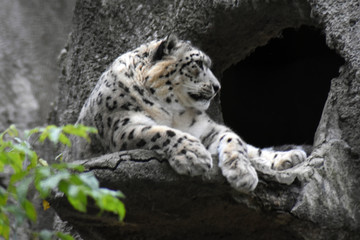 Obraz premium Irbis, snow leopard at grey stone wall backround