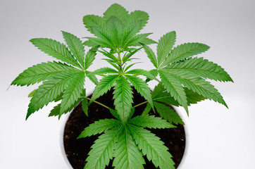 Green cannabis leaves isolated on white background. Growing medical marijuana.