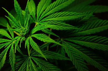 Naklejka na ściany i meble Large leaves of marijuana on a black background. Growing medical cannabis.