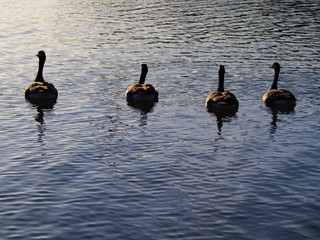 Four geese swimming into the sun light