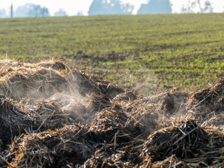 Dampfender Misthaufen auf dem Feld