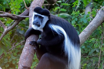 Obraz premium Black-and-white colobus, Lake Kyaninga Uganda