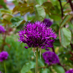Close up of purple Giant Onion flower (Allium giganteum) with green background
