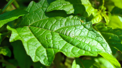 closeup on a healthy vivid generic green leaf with detailed texture in sunlight, for environmental or go green and mother nature concepts