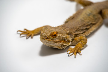 Bearded Dragon on seamless white background.