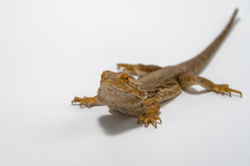 Bearded Dragon on seamless white background.