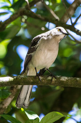 Florida state bird