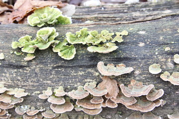 pilz