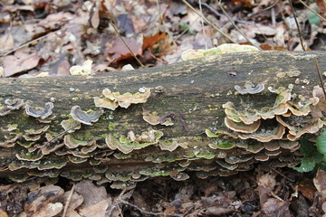 pilz