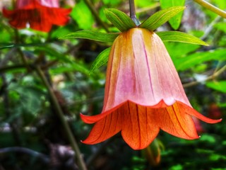 flor campana